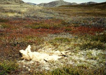 A dead caribou